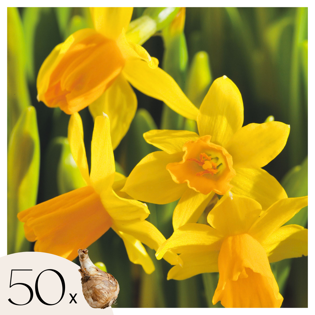 Bulbos De Narcisos - 50 Pzs - Narcissus 'tête-à-tête' - Bulbos De Flores_0