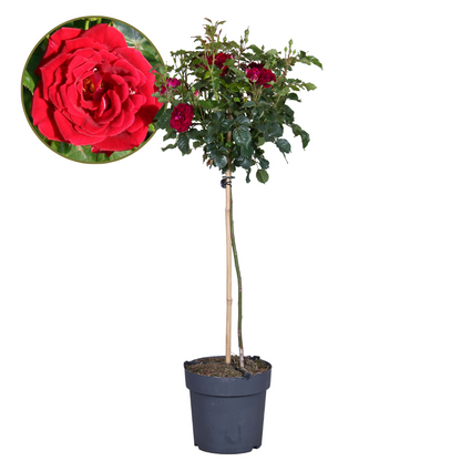 Rosa De Tallo - Rosa Palace ‘pride' - Altura 80-100cm - ⌀19cm_0