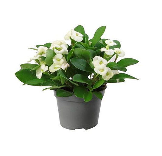Euphorbia Mili Blanco Planta Suculenta Ø6 Espina De Cristo_0