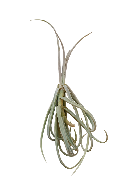 Tillandsia Duratii Planta Clavel Aire_0