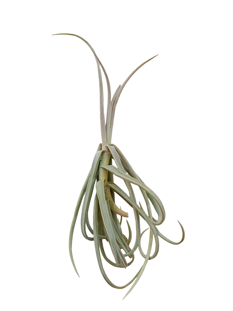 Tillandsia Duratii Planta Clavel Aire_0