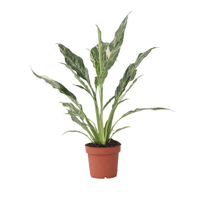Flor De La Paz - Spathiphyllum 'diamond' - Altura 40-50cm - ⌀12cm_0