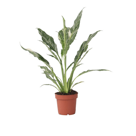 Flor De La Paz - Spathiphyllum 'diamond' - Altura 40-50cm - ⌀12cm_0