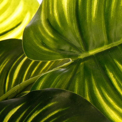Planta Verde H45_2