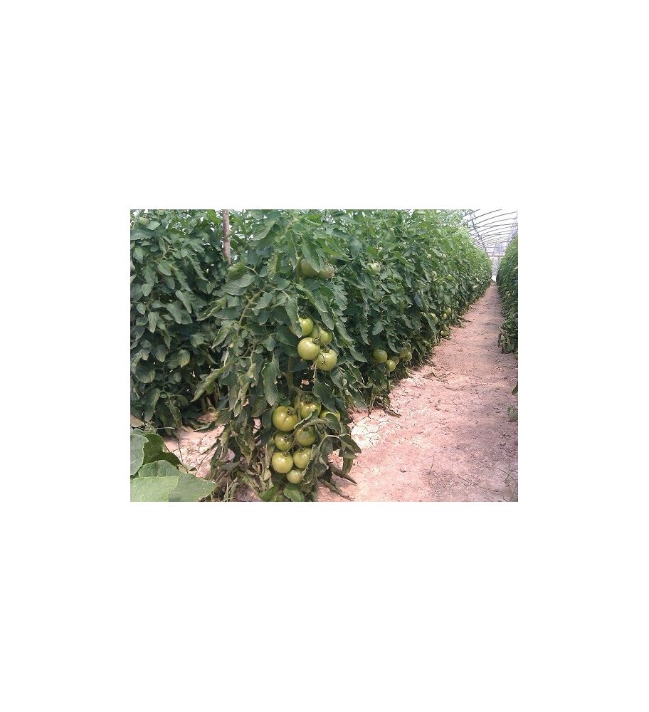 Plantón Tomate Optima F1 (10 Unidades)_2