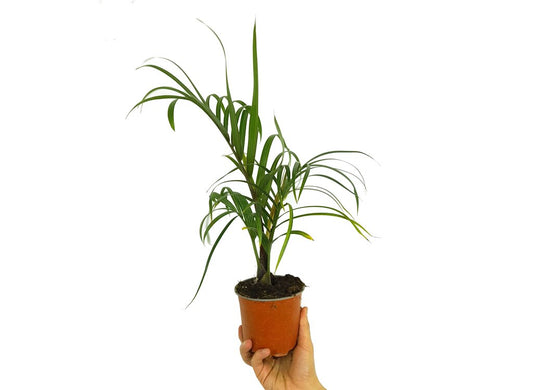 Neodypsis Decaryi M12_0