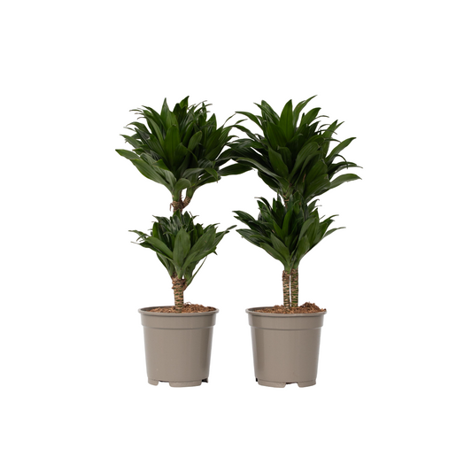 Drácena - 2 Pzs - Dracaena Surculosa - Altura 50-65cm - ⌀17cm_0