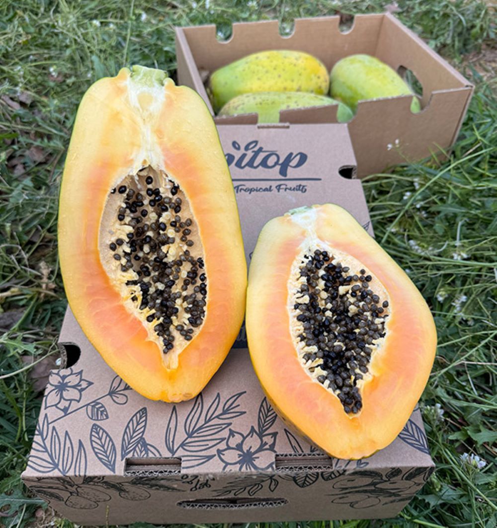 Caja De Papayas De Temporada Tropitop 4kg_2