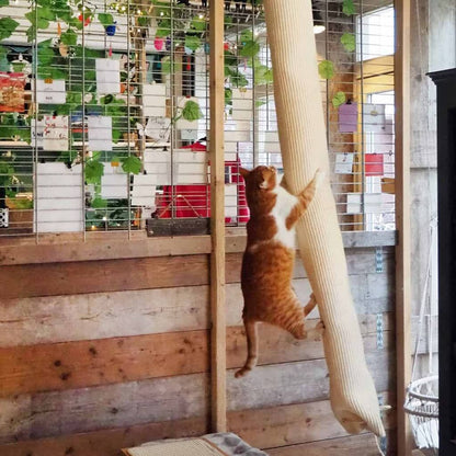 Quapas! Saco De Escalada Para Gatos Sisal 180 Cm_1