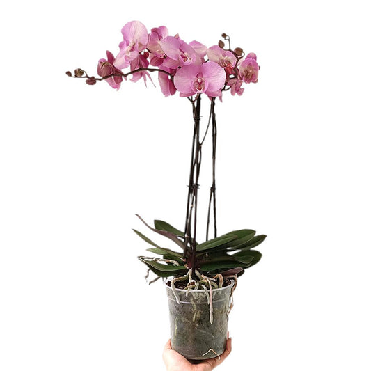 Phalaenopsis Madonna Impresso M15_0