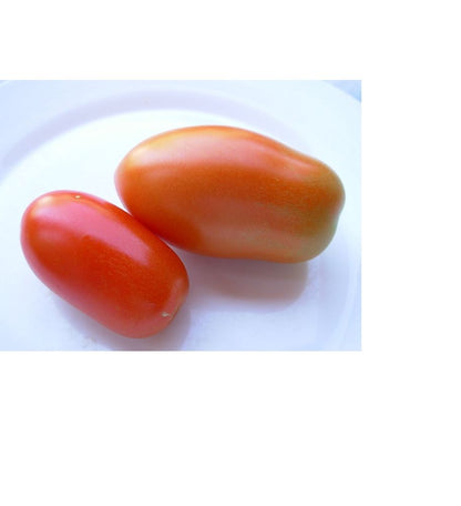 Plantón Tomate De Pera Rio Grande (10 Unidades)_0