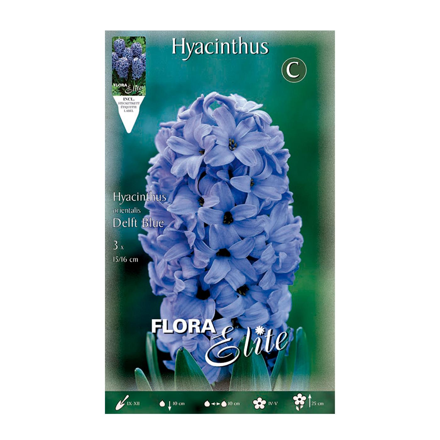 Bolbos Elite Blue Jacinto 3 peças