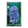 Bolbos Elite Blue Jacinto 3 peças