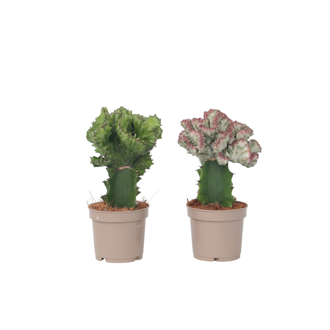 Mezcla De Cactus Euphorbia - 2 Pzs - Euphorbia 'lactea' - Altura 25-30cm - ⌀12cm_0