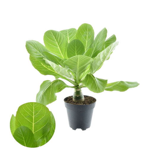Brighamia Insignis Palmera Hawaiana Planta De Interior Ø12_0