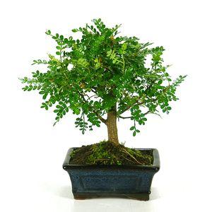 Zanthoxylum piperitum sp. bonsai, 5 anos