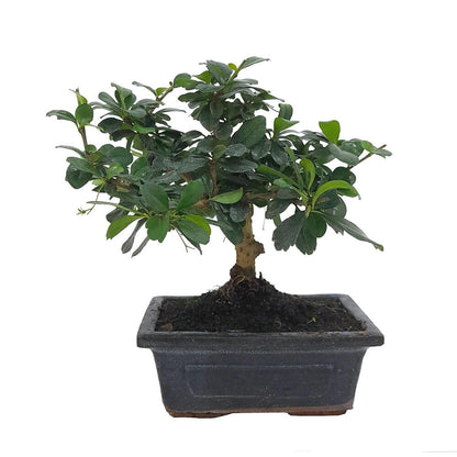 Pack Iniciación Bonsai Carmona 5 Años (incluye Tijeras Y Abono)_1