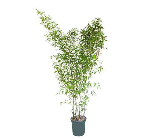 Bambu Phyllostachys Nigra M26 170-180cm (bambú Negro)_0