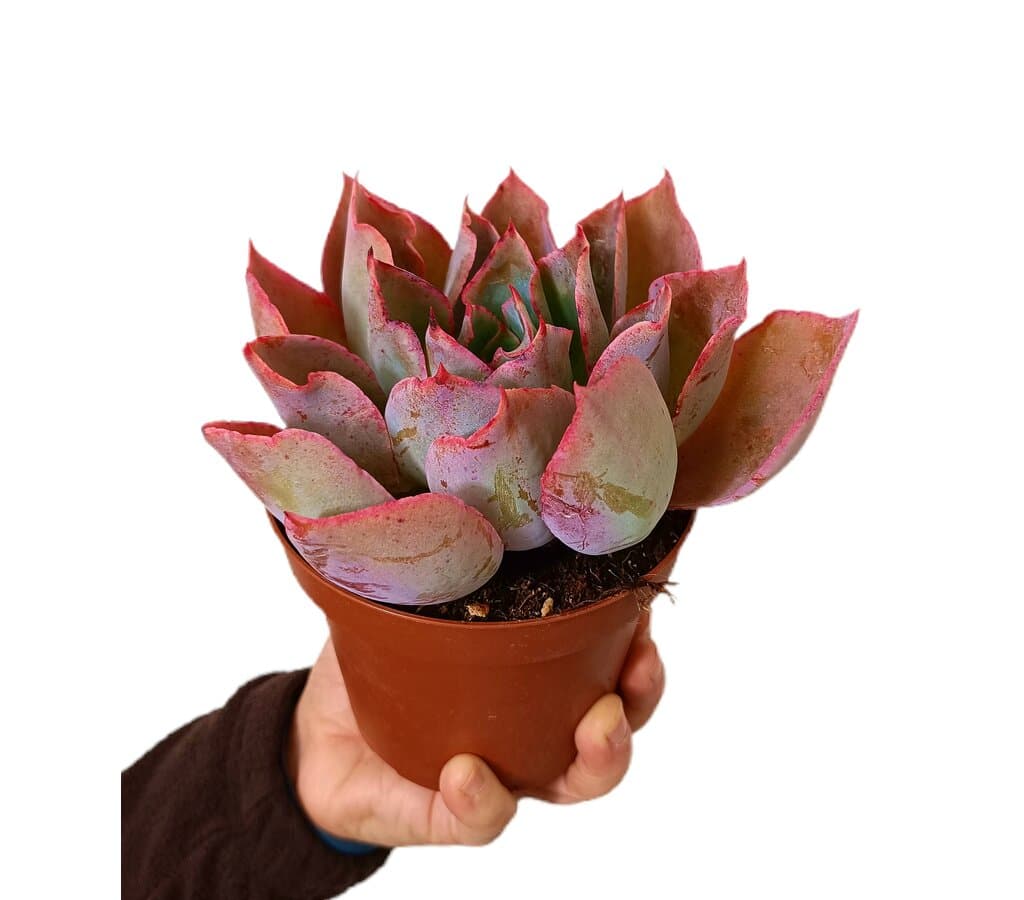Echeveria Afterglow M13_0