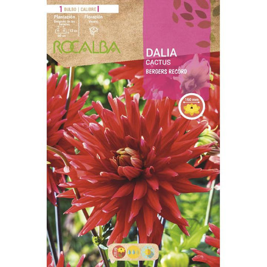Bulbo de dália cacto vermelho escarlate 1 unidade