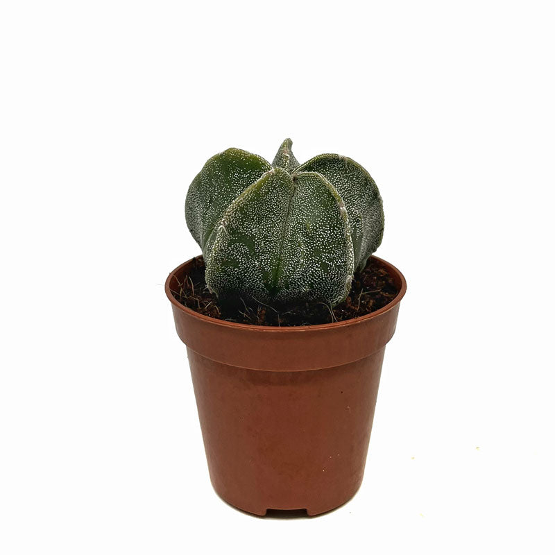 Astrophytum Myriostigma Cactus Y Suculentas M5,5 cm Ø_0