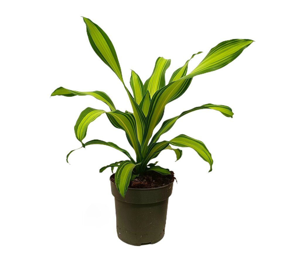 Dracena Curly M20 40cm_1