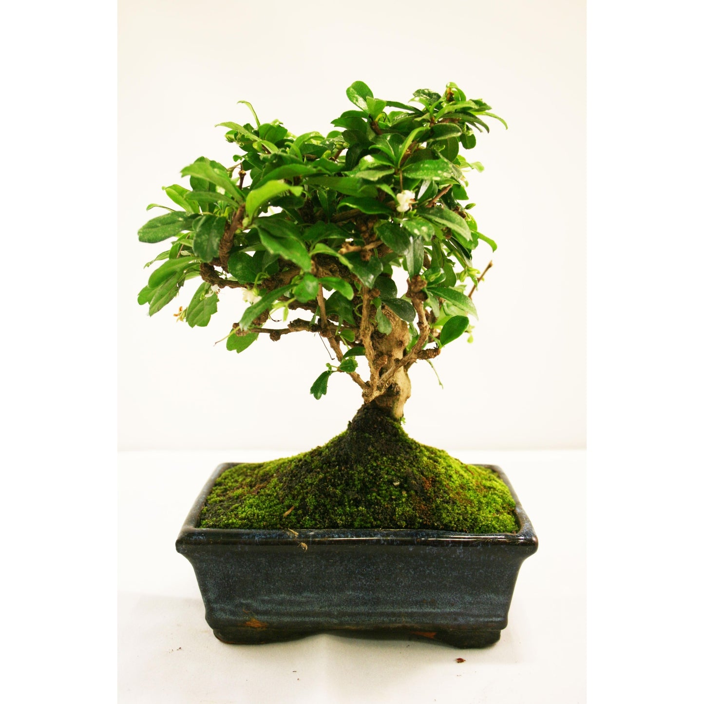 Bonsai Carmona microphylla 5 anos