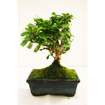 Bonsai Carmona microphylla 5 anos