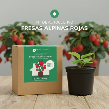 Kit de autocultivo de morangos vermelhos alpinos Planeta Huerto