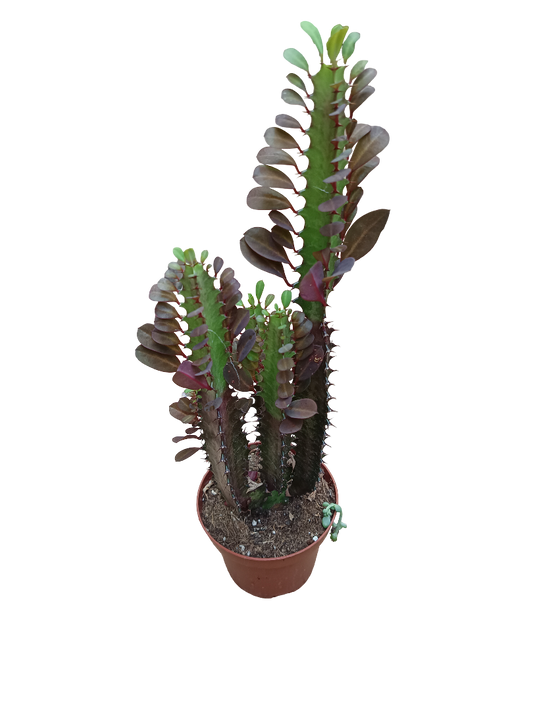 Euphorbia Trigona Roja Rubra Grande Planta Suculenta 12 Cms_0