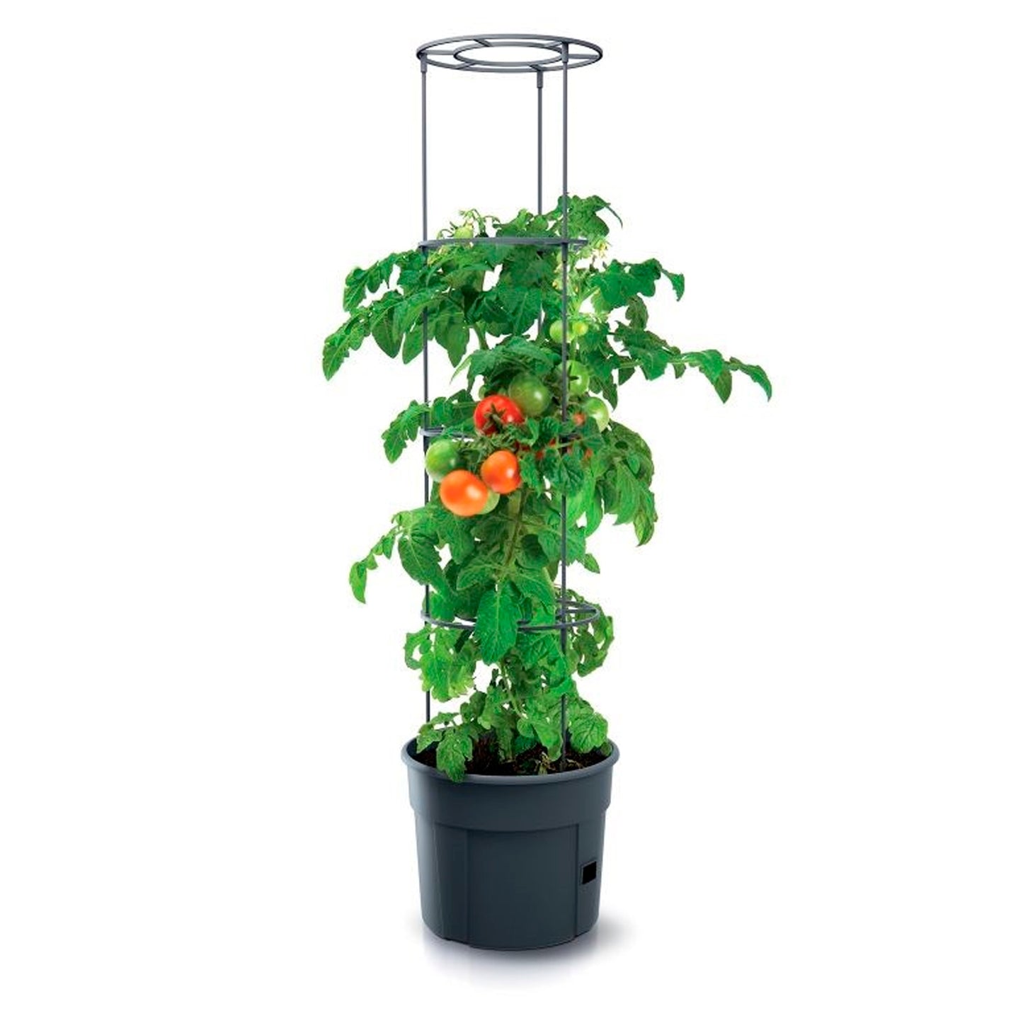 Macetero De Tomates Prosperplast Tomate Grower De Plastico En Color Antracita 29,5 (largo) X 29,5 (ancho) X 23,6-115,2 (alto) Cm