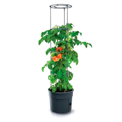 Macetero De Tomates Prosperplast Tomate Grower De Plastico En Color Antracita 29,5 (largo) X 29,5 (ancho) X 23,6-115,2 (alto) Cm
