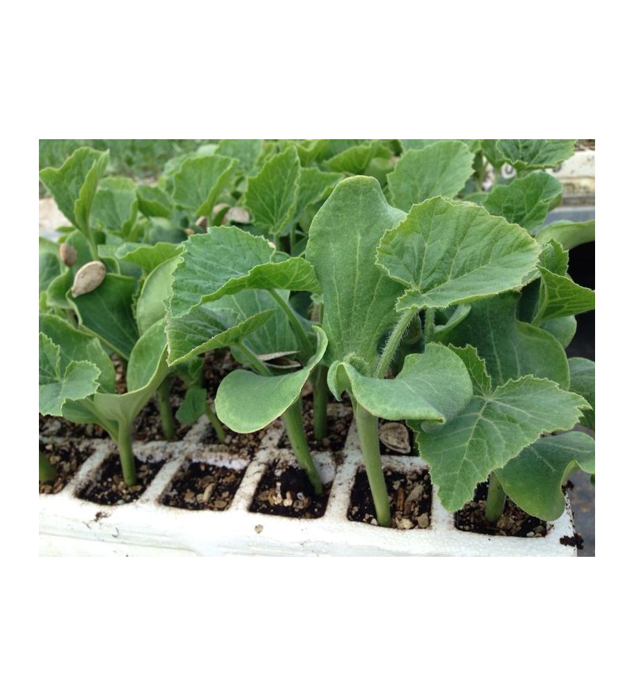 Plantón Calabaza Tipo Violín O Cacahuete. (10 Unidades)_2