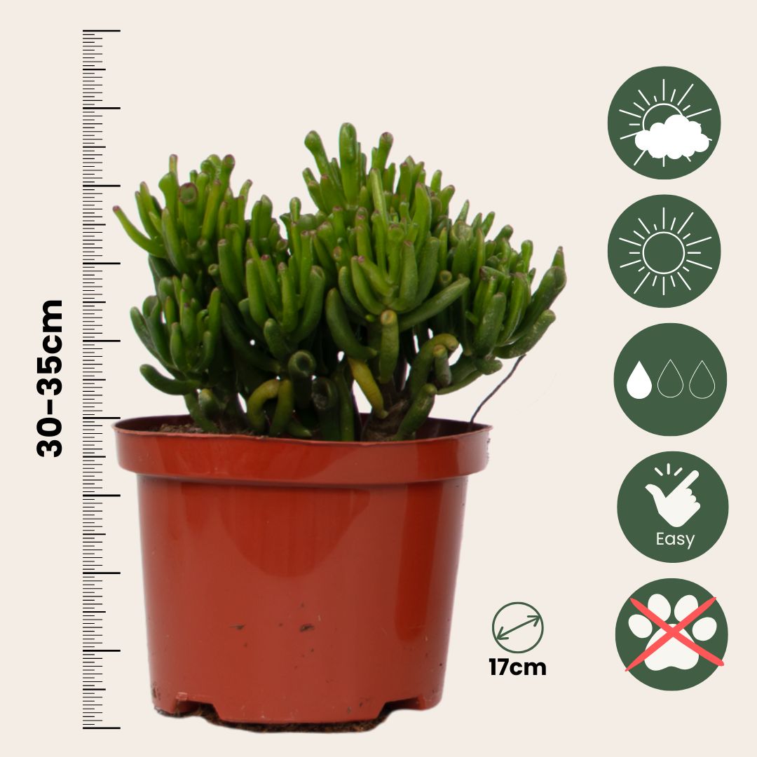 Mezcla De Suculentas - 3 Pzs - Succulent Mix - Altura 30-35cm - ⌀17cm_2