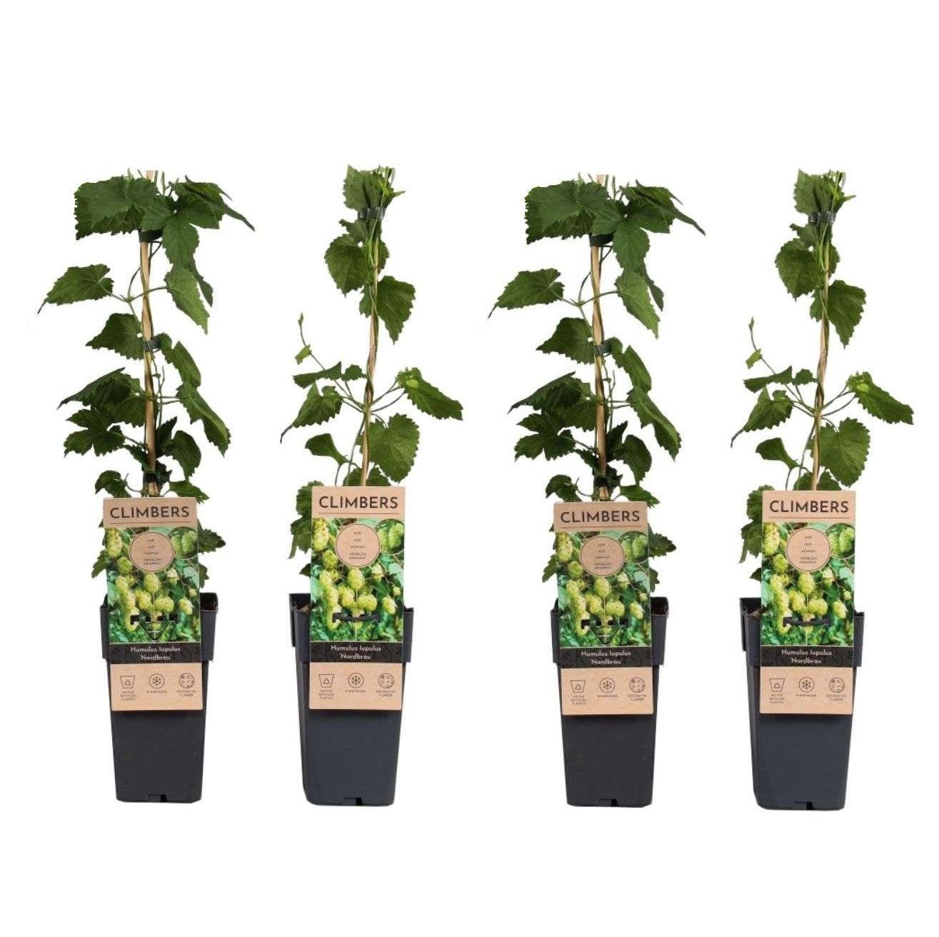 Plantas De Lúpulo - 4 Pzs - Humulus Lupulus 'nordbrau' - Altura 50-60cm - ⌀15cm_0