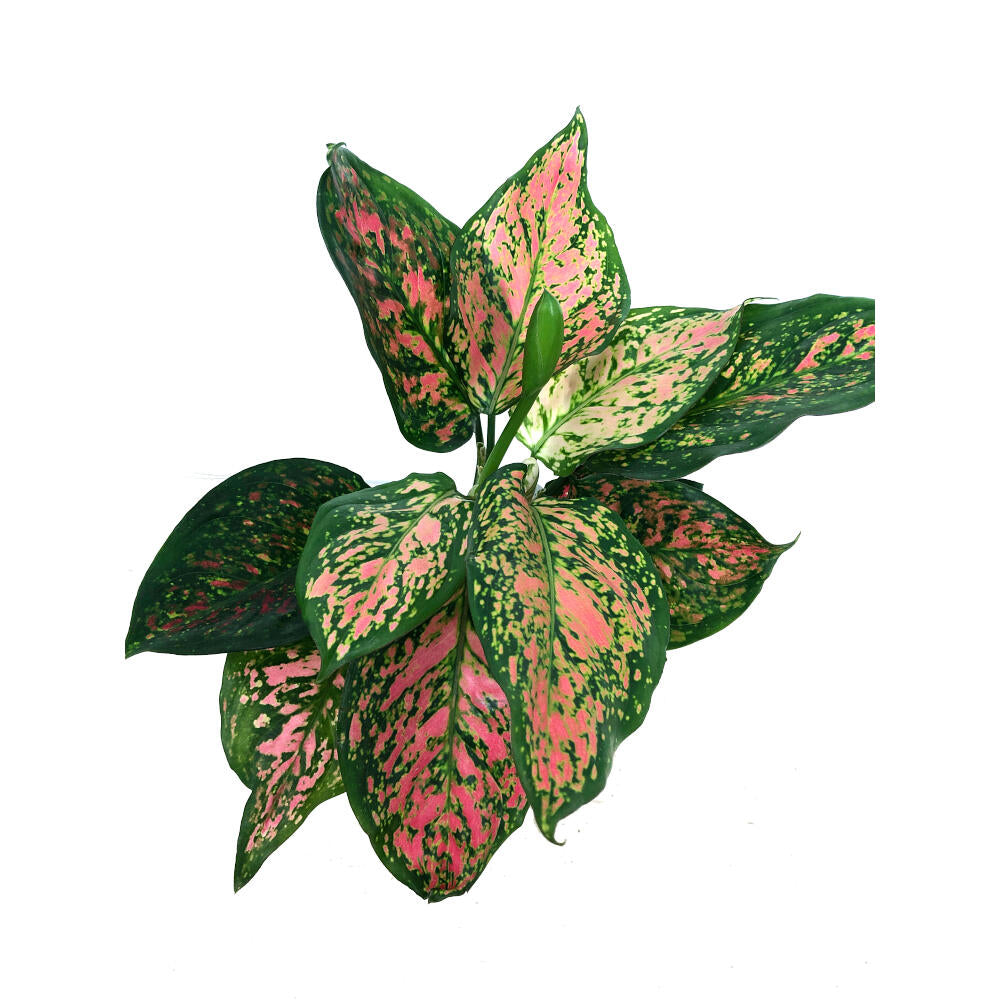 Aglaonema Crimson Love M12 20cm_1