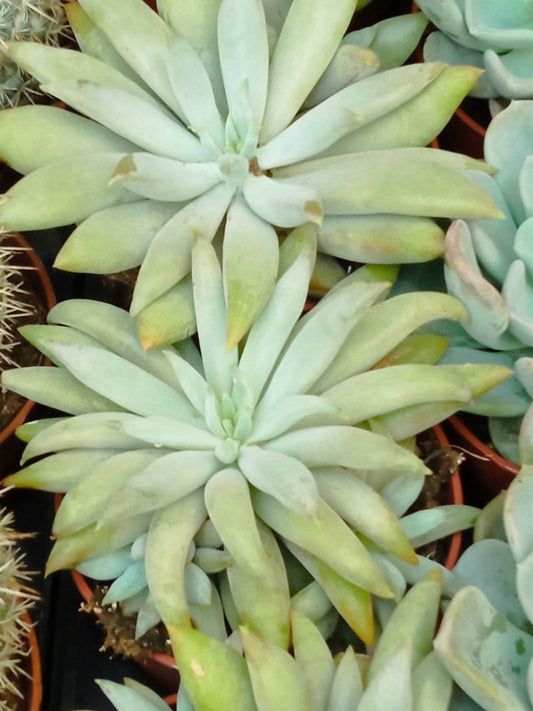 Pachyveria Glacier Planta Suculenta Ø8_0