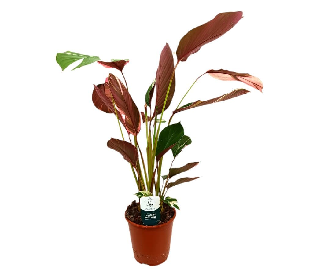 Ctenanthe Setosa Princess M19 70cm_0