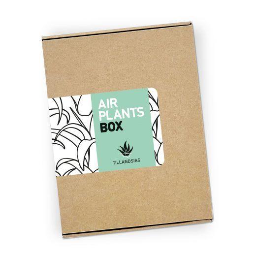 Tillandsias Box