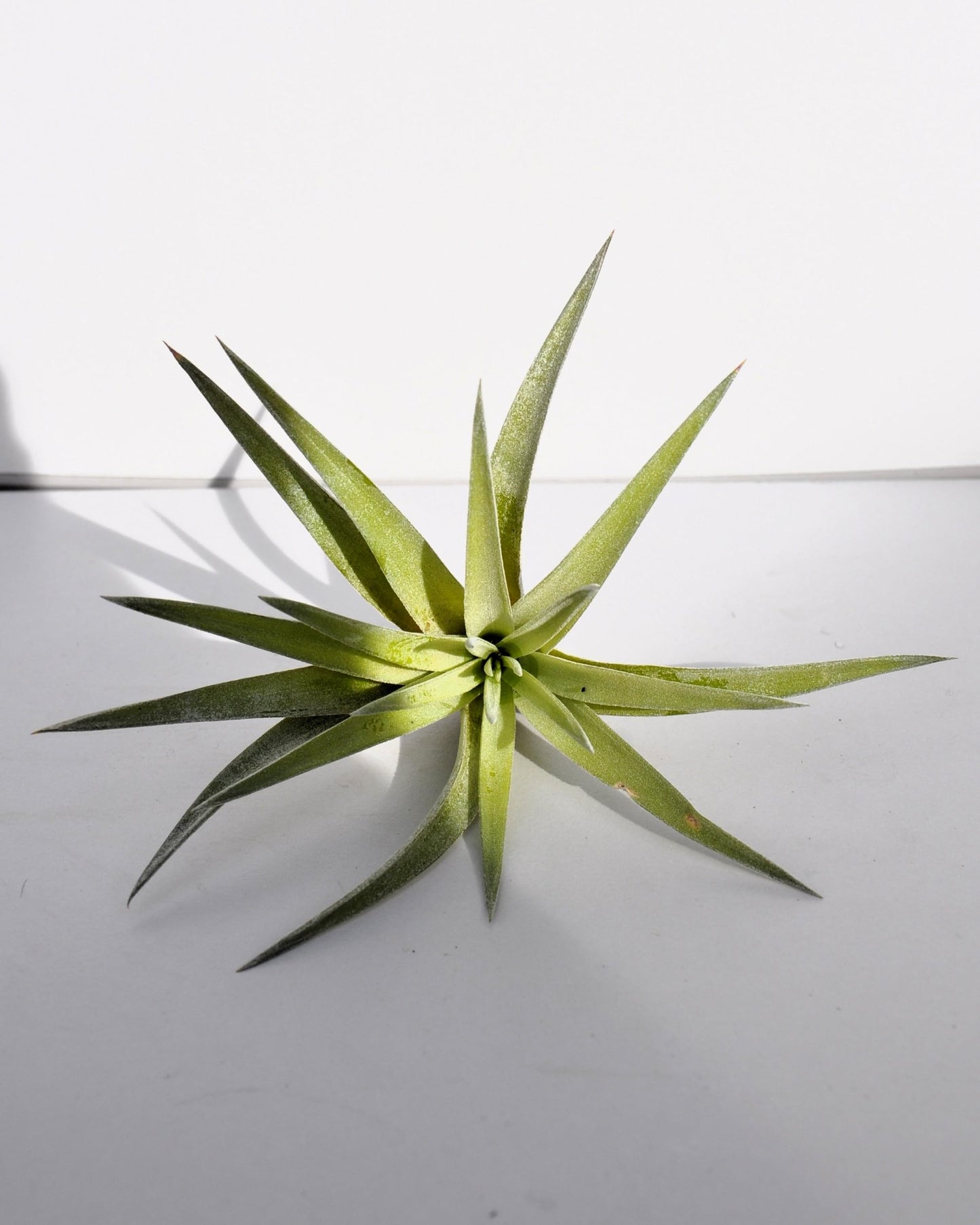 Tillandsia plagiotropica; planta del aire verde plateada; Curiosarium; altura 10-12 cm, diámetro 12-15 cm_0