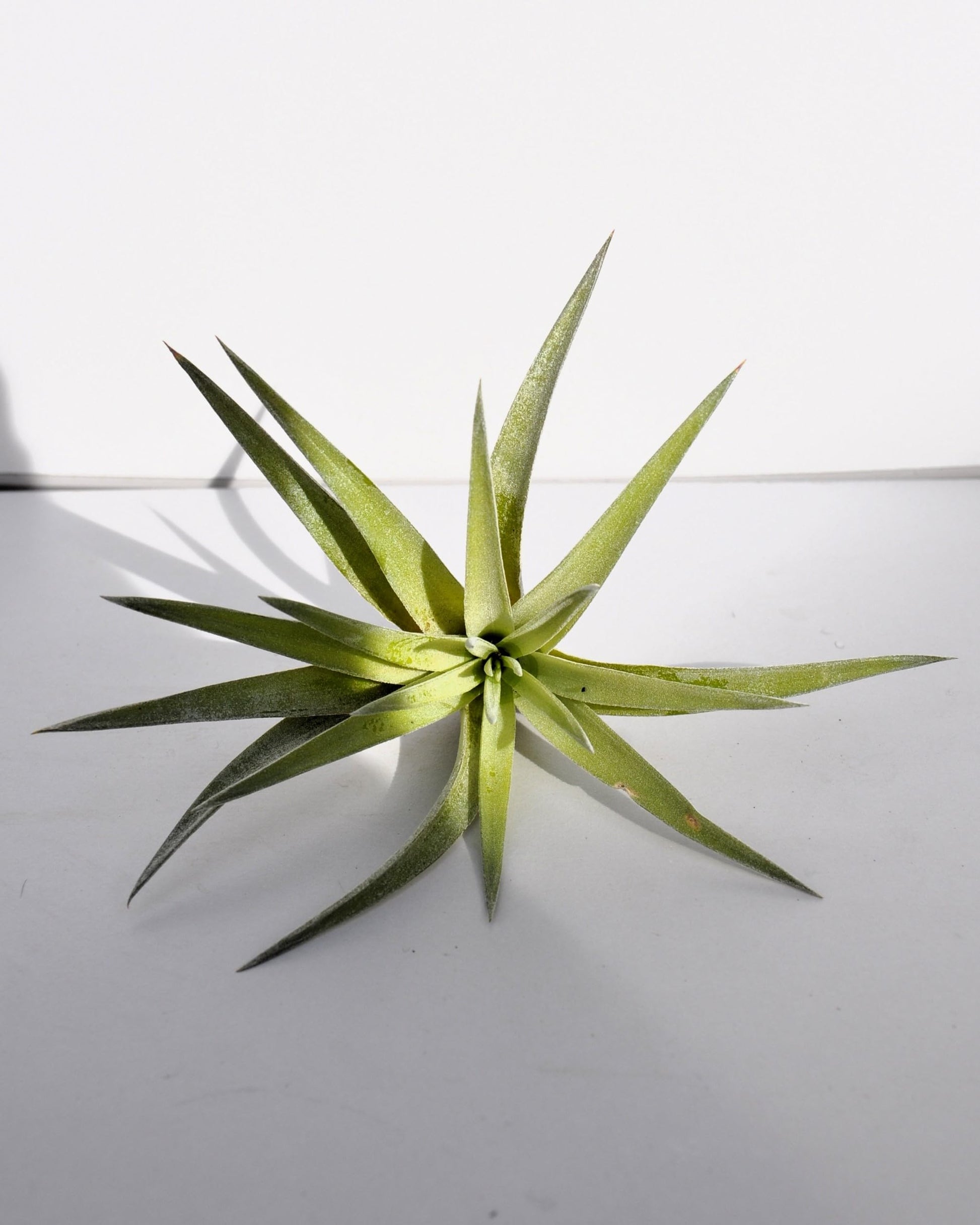 Tillandsia plagiotropica; planta del aire verde plateada; Curiosarium; altura 10-12 cm, diámetro 12-15 cm_0