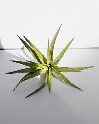 Tillandsia plagiotropica; planta del aire verde plateada; Curiosarium; altura 10-12 cm, diámetro 12-15 cm_0