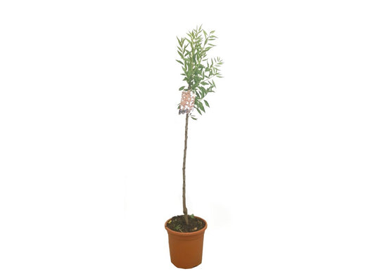 Almendro Marcona M32 160cm_0