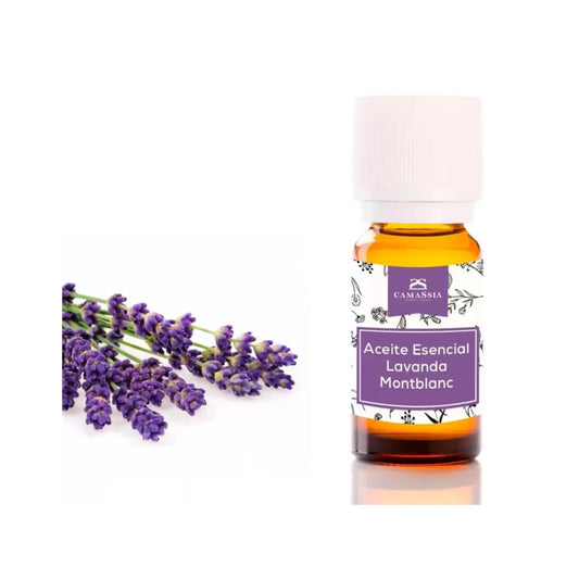 Óleo essencial de lavanda, Camassia
