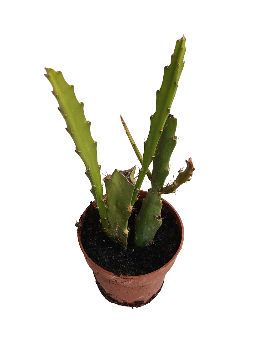 Epiphyllum Ackermani Flor Roja Cactus Colgante 1 Esqueje Con Raiz De 6 Cm_0