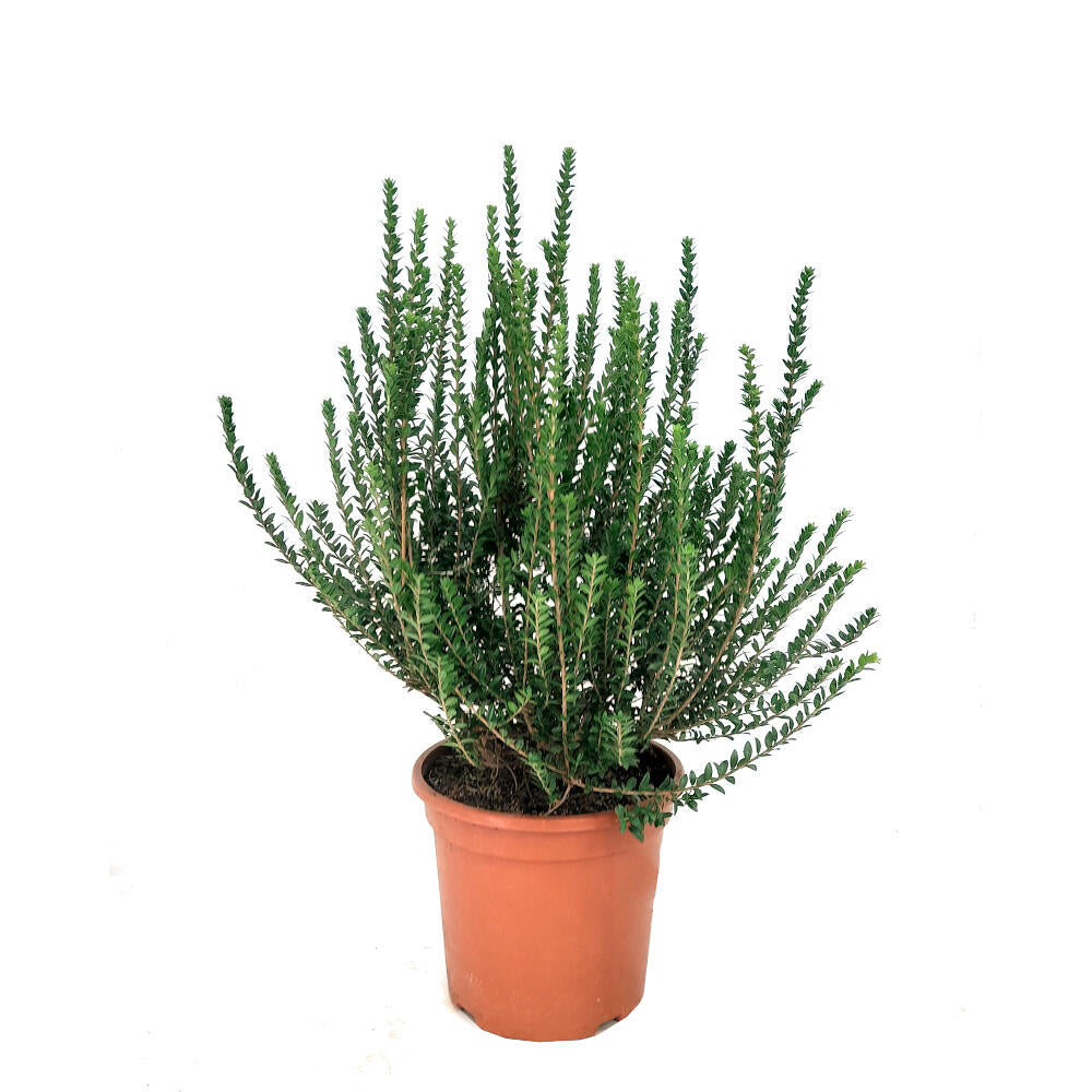 Myrtus Communis Microphyla M24 (mirto)_0