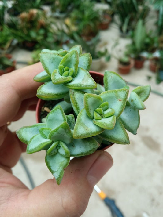 Crassula Rupestris Plantas Suculentas_0