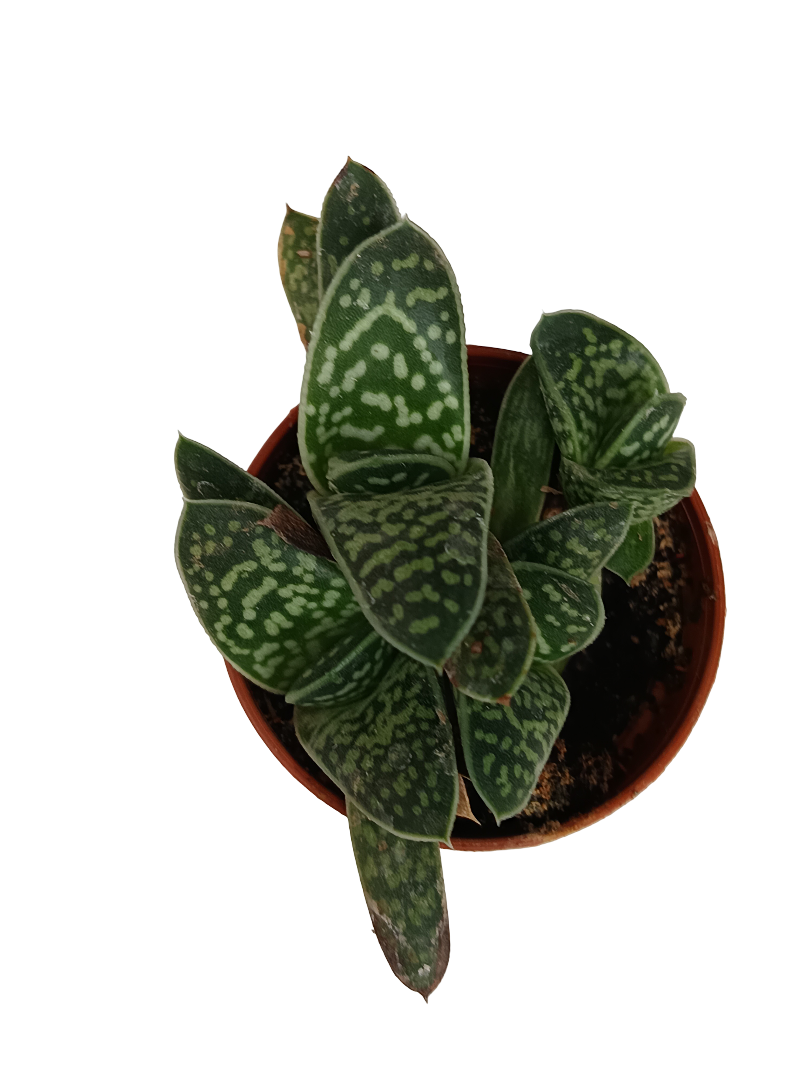 Gasteria Lilliputeana Planta Suculenta De Sombra Ø5_0