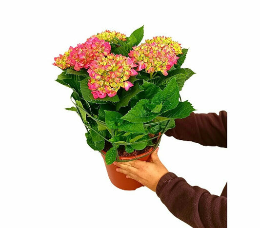 Hortensia Rosa M22 50cm_0