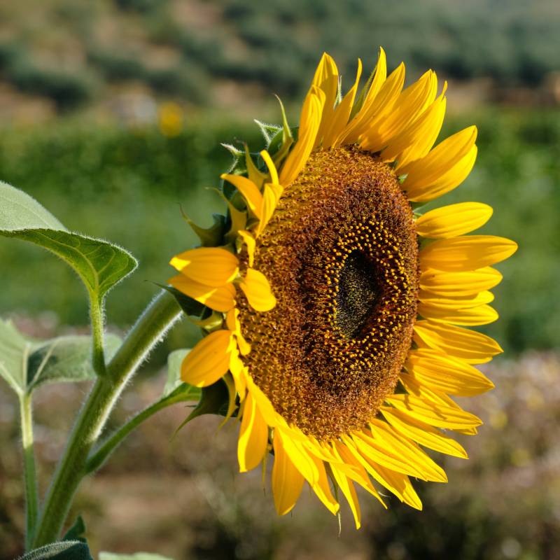 Semillas De Girasol Sunset Ecológicas Biodinámicas Demeter_0